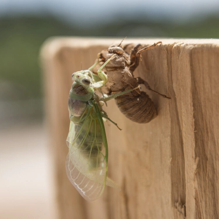 Just hatched singing cicada