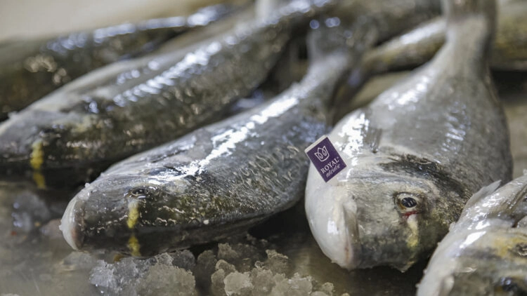Farmed fish instead of wild-caught - Aquacultured fish: dorado, sea bass, angler fish - a variety of delicacies