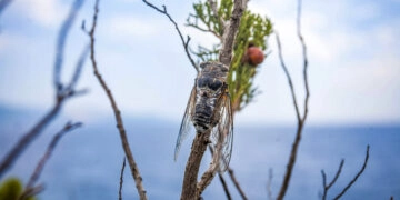Singing cicada on the coast in Croatia
