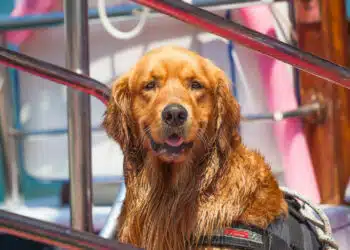 Tiere an Bord: Hund auf einer Yacht. mit Schwimmweste
