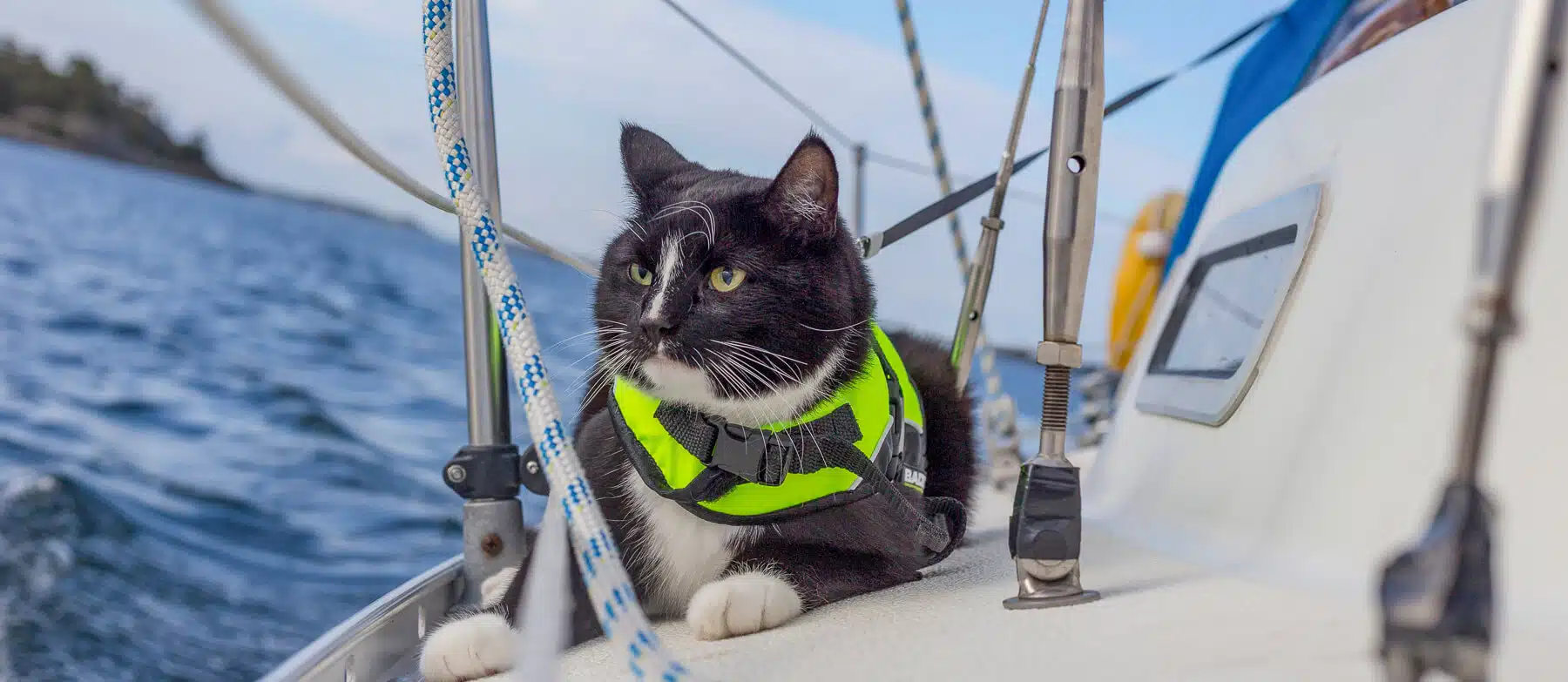 Animals on board: cat on deck of sailing yacht / sailboat