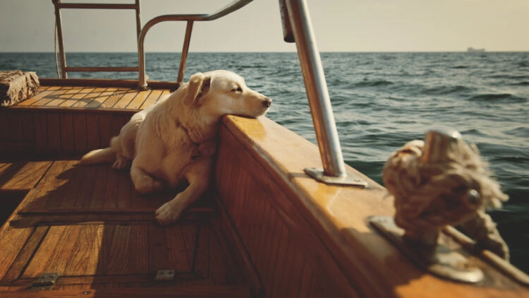 Pets on board: dog and cat on boat or yacht.