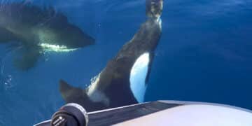 Orcas greifen eine Segelyacht an