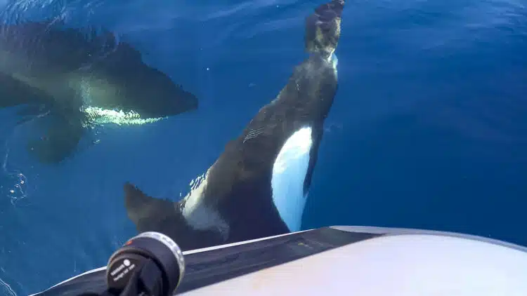 Orcas greifen eine Segelyacht an