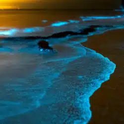 Marine luminescence - Bioluminescence