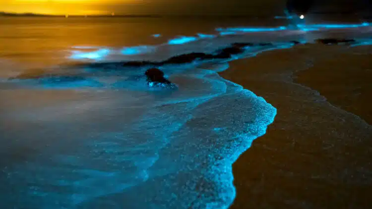Meeresleuchten - Bioluminescence