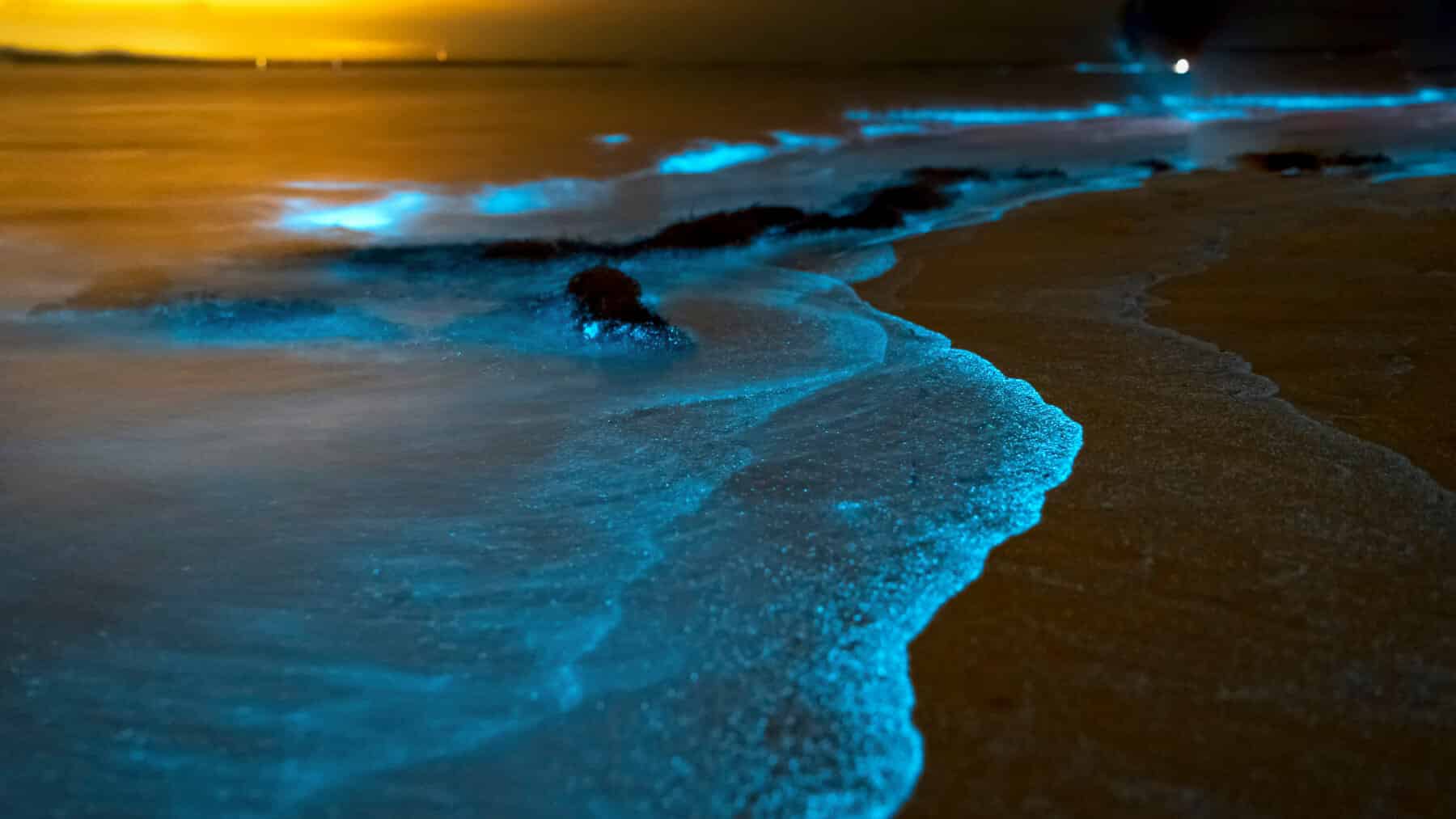 Sea Lights A Fascinating Natural Spectacle Of The Oceans Sea Lights A Fascinating Natural Spectacle Of The Oceans