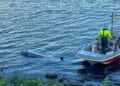SeaHelp Flensburg Förde: Salvage minke whale with rescue boat