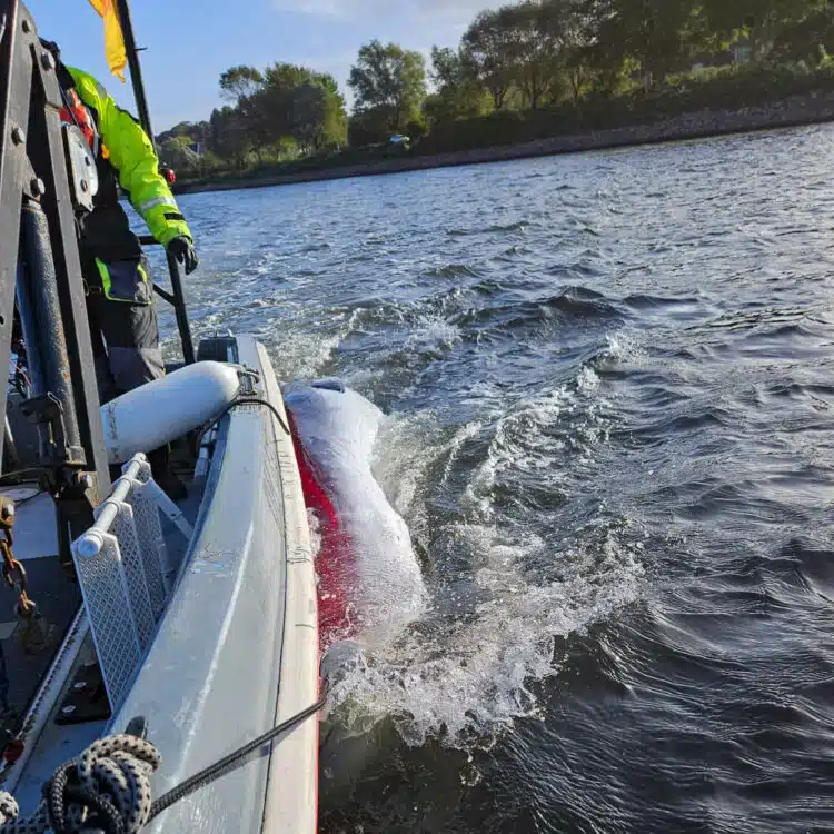SeaHelp Flensburg Förde: Salvage minke whale - tow