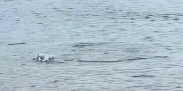 Hai in Kroatien an der Adriaküste bei Vodice