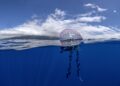 Portugiesische Galeere - Gefahr im Meer beim schwimmen