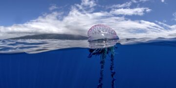 Portugiesische Galeere - Gefahr im Meer beim schwimmen