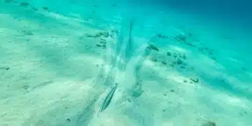 BreakAway Anchor - Pflugscharranker