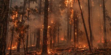 Major fire near Milna on Brač